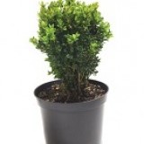 Самшит вечнозеленый Buxus sempervirens