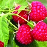Малина ремонтантная Геракл Rubus remontani 'Heracles'