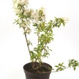 Чубушник Philadelphus hybrida 'Maanteau d'Hermine'