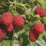 Малина ремонтантная Шапка мономахаRubus remontani