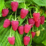 Малина ремонтантная Атлант Rubus remontani 'Atlas'