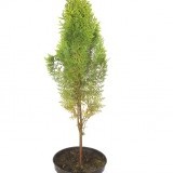 Туя восточная Thuja orientalis 'Aurea nana'