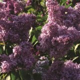 Сирень обыкновенная Капитан Болтье Syringa vulgaris 'Captain Balte'
