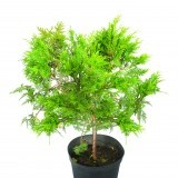 Туя западная Thuja occidentalis