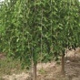 Шелковица белая ф. плакучая Morus alba