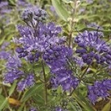 Кариоптерис Caryopteris