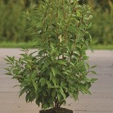 Форзиция промежуточная Forsythia intermedia
