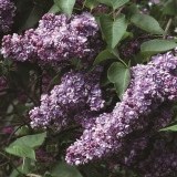 Сирень обыкновенная Suringa vulgaris 'Ami Shott'