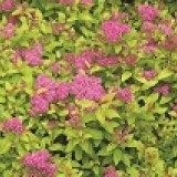 Спирея японская Spiraea japonica 'Golden Princess'