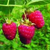Малина ремонтантная Брусвяна Rubus remontani 'Brusviana'