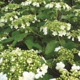 Калина обыкновенная Vibirum opulus