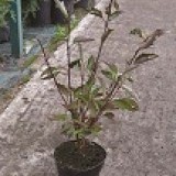Дерен белый Cornus alba 'Kesselringii'