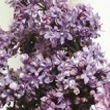Сирень обыкновенная Колхозница Syringa vulgaris 'Kolhoznica'