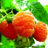 Малина ремонтантная Золотая осень Rubus remontani 'Golden Autumn'