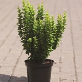 Барбарис Тунберга Berberis thunbergii 'Erecta'