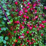 Кизильник лежачий Сotoneaster procumbens 'Streib’s Findling'