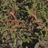 Кизильник шведсикй Сotoneaster sueius 'Coral Beauty'