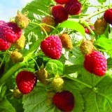 Малина ремонтантная Августовское чудо Rubus remontani 'August miracle'