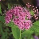 Спирея японская Spiraea japonica 'Little Princess'
