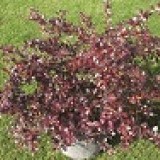 барис средний Berberis media 'Red jewel'
