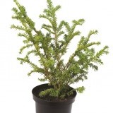 Тисс ягодный Taxus baccata Aurea