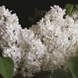 Сирень обыкновенная Жанна Дарк Syringa vulgaris 'Jeanne d'Arc'