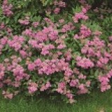 Спирея японская Spiraea japonica 'Anthony Waterer'