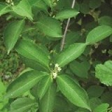 Древогубец лазящий Celastrus scandens