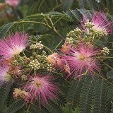 Акация Ленкоранская Albizia julibrissin