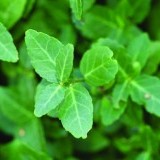 Бересклет Форчуна Euonymus fortunei 'Hort’s Blaze'