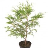 Туя западная Thuja occidentalis 'Brabant'