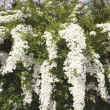 Спирея пепельная Spiraea cinerea 'Grefsheim'