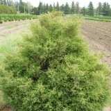 Кипарисовик горохоплодный Chamaecyparis  pisifera Filifera  gracilis