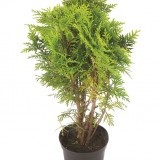 Туя западная Thuja occidentalis 'Globosa’