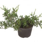 Можжевельник обыкновенный Juniperus communis Repanda