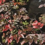 Магония падуболистная Mahonia aquifolium