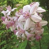 Дейция гибридная Deutzia hybrida 'Strawberry Fields'