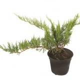 Можжевельник горизонтальный Juniperus horizontalis