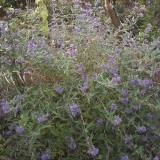 Кариоптерис Caryopteris