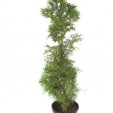 Туя западная Thuja occidentalis 'Columna'