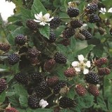 Ежевика садовая Rubus fruticosus
