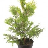 Туя западная Thuja occidentalis'Yellow Ribbon'