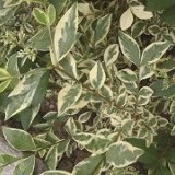 Бирючина обыкновенная Ligustrum vulgare 'Argentum'