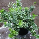 Бересклет Форчуна Euonymus fortunei 'Emerald Gaiety'