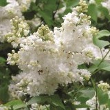 Сирень обыкновенная Лунный свет Syringa vulgaris 'moon Light'