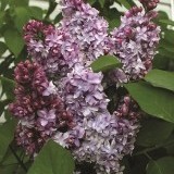 Сирень обыкновенная Надежда Syrigina vulgaris 'Nadezda'