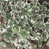 Бересклет Форчуна Euonymus fortunei 'Radicans'