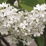 Сирень обыкновенная Галина Уланова Syringa vulgaris 'Galina Ulanova'