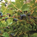 Жимолость съедобная Lonicera caerulea edulis
