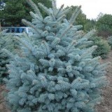 Ель  колючая   Picea  pungens Glauca